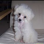 Profile Picture of Ian Ong イアン (@iannotlan_) on Instagram