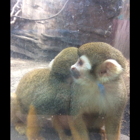 Profile Picture of Erin Fagoaga (@owlsloveme) on Poshmark