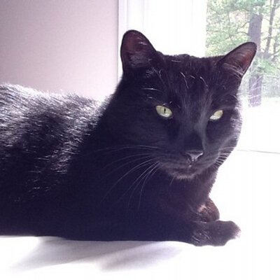 Profile Picture of Catherine Olson (@piggybackcat) on Twitter