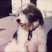 Profile Picture of Shannon Sheep (@Shannon-Sheep) on Facebook