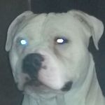 Profile Picture of Patrick Celli (@patrickcelli) on Instagram