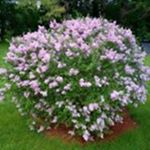 Profile Picture of Nancy Metivier (@nancymvt) on Instagram