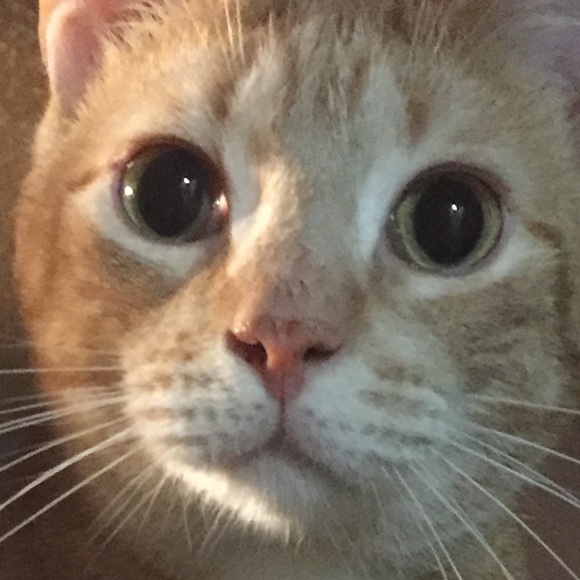 Tanya Mcintosh - Poshmark Profile Picture of Tanya Mcintosh (@tmclynn) on Poshmark