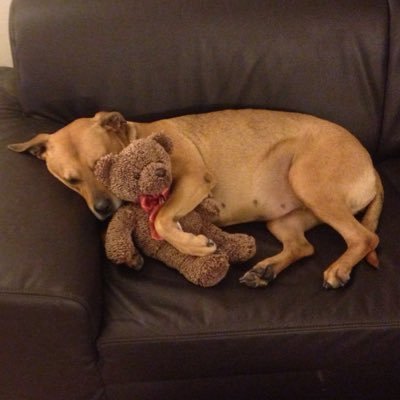 Profile Picture of Bob Hamster (@ArianIrani2001) on Twitter