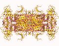 Profile Picture of Phosphoribosylaminoimidazole carboxylase - Wikipediaon Wikipedia