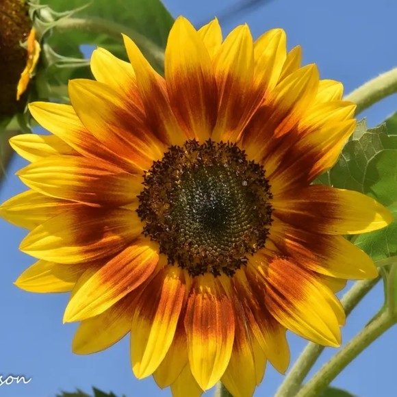 Profile Picture of Paula Vanguilder (@ludlownana) on Poshmark