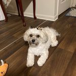 Profile Picture of Ann Grabowski Lee (@tobyjoelee) on Instagram