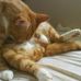 Profile Picture of Trevor Gingernuts (@trevor.gingernuts) on Facebook