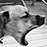 Profile Picture of Mishka 83 (@mishka 83) on Flickr