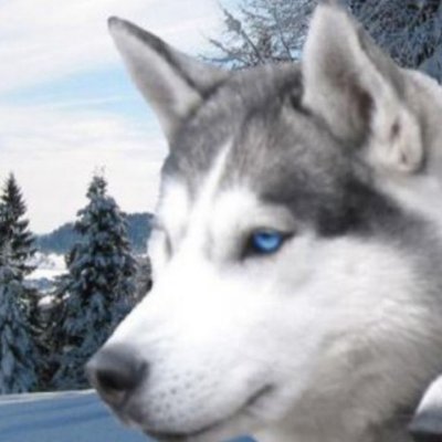 Profile Picture of Faith Hatch (@HuskyloverFaith) on Twitter