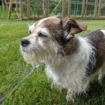 Profile Picture of Brandy Sculthorpe (@brandy_c_s) on Instagram