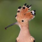 Profile Picture of Lise Chastang Vidal (@utilnzkbf) on Instagram