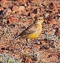 Profile Picture of Gibberbirdon Wikipedia