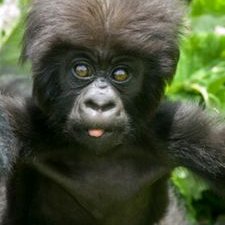 Profile Picture of モゲギョ星人 (@BobGori) on Twitter