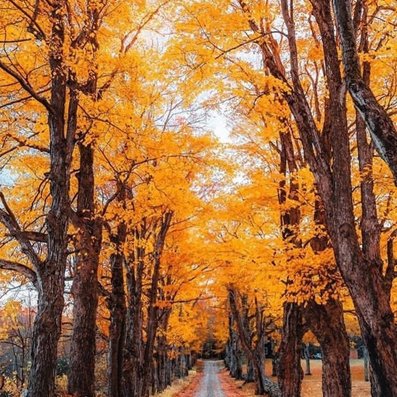 Profile Picture of Rosa Ulloa (@rosaulloa592) on Poshmark