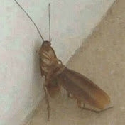 Profile Picture of Hayase (@hayawchi) on Youtube