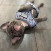 Profile Picture of Erin Haswell (@@tonksthefrenchie) on Tiktok