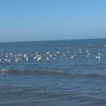 Profile Picture of Shideh Moghadari (@shidehmoghadari) on Instagram