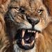 Profile Picture of Brandon Stebbins (@brandons1445) on Pinterest