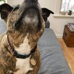 Profile Picture of Chris Brodie (@chris.brodie.927) on Instagram