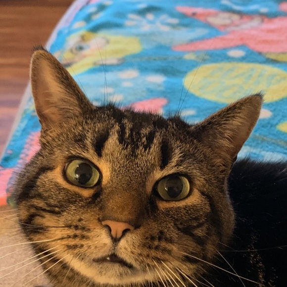 Profile Picture of Nick Leroux (@nickleroux66) on Poshmark