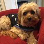 Profile Picture of Ralph The Cavoodle Foster (@ralphytheoodle) on Instagram