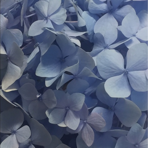 Profile Picture of Chrissy Wilson (@jazzybluesy) on Poshmark