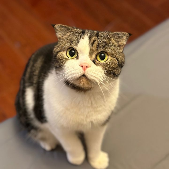 Profile Picture of HansonLu (@hansonlu7) on Tiktok