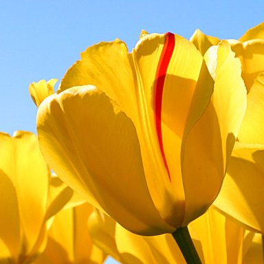 Profile Picture of 陈一平 (@YiPingTianXia) on Twitter