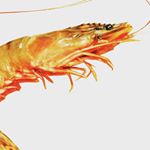 Profile Picture of james burdon (@scody_shrimp) on Instagram