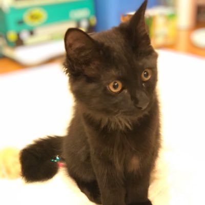 Profile Picture of Leo (@LeoKennyDaddy) on Twitter