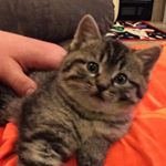 Profile Picture of Tracy Littrell (@mtranger66) on Instagram