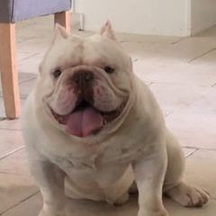 Profile Picture of Michael Merin bulldogz (@michael.merin.bul) on Tiktok