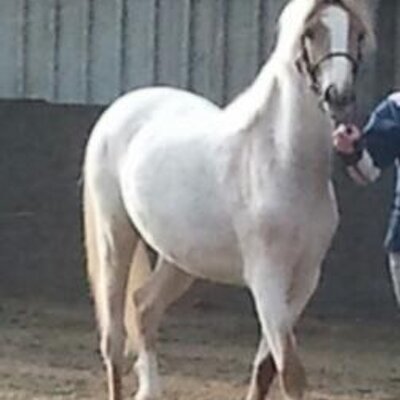 Profile Picture of Suzanne Napper (@snapper151) on Twitter