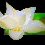 Profile Picture of Andrea Thomas-Munson (@amtmunson) on Instagram