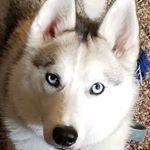 Profile Picture of Kristie Egley-Scott (@yardsalelover) on Instagram