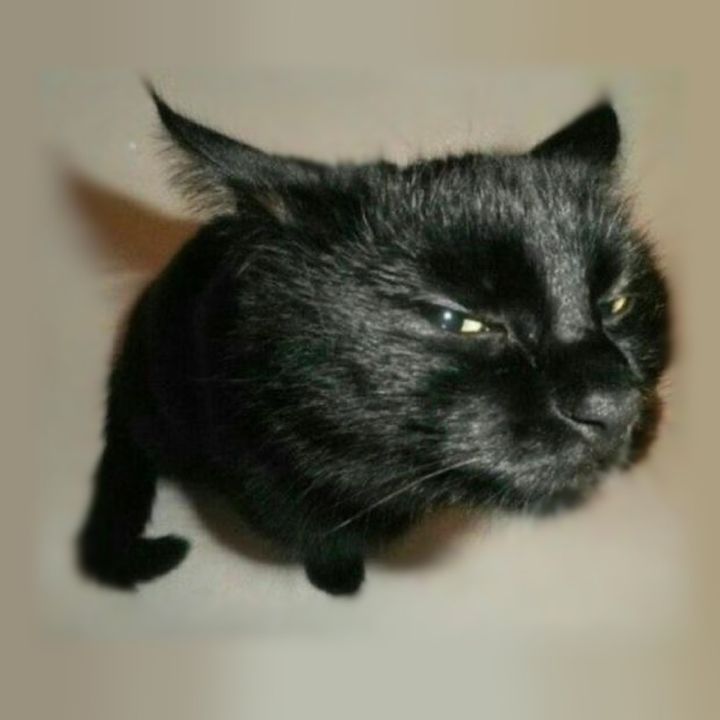 Profile Picture of Dustin 🔜 ANTHROCON (@diisastercat) on Tiktok
