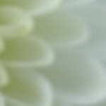 Profile Picture of Alison Shoemaker (@shoemaker_alison) on Flickr