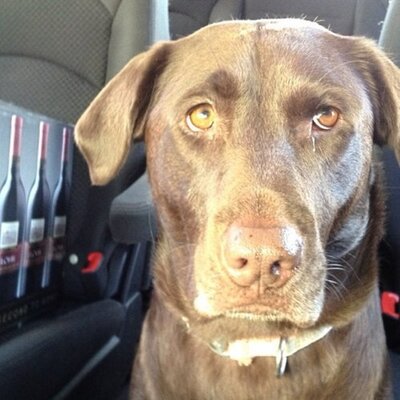 Profile Picture of Joe Sirianni (@JoeJoesiri) on Twitter