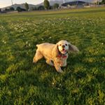 Profile Picture of Jake (@jake_the_couch_potato) on Instagram