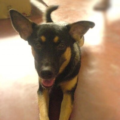 Profile Picture of Jonathan Dumlao (@jDumlao11) on Twitter