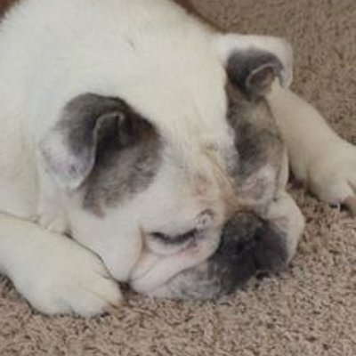 Profile Picture of Adam Frank (@Adamfranklaw) on Twitter