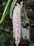 Profile Picture of Rhynchostylis retusaon Wikipedia