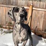 Profile Picture of Stephanie Boysen (@lucybthegreatdane) on Instagram