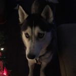 Profile Picture of Joel Partida (@partida751) on Instagram