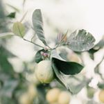 Profile Picture of Maddie (Thomas) Bridge (@maddiebridgephoto) on Instagram