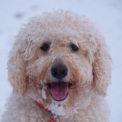 Profile Picture of Iain Laing (@laing_iain) on Twitter