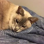 Profile Picture of Joshua Rudy (@fatcatmeow8) on Instagram