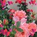 Profile Picture of Maya Balakrishnan (@maya.balakrishnan.9081) on Facebook