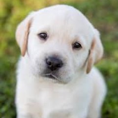 Profile Picture of Mark Lapid (@MarkLapid5) on Twitter